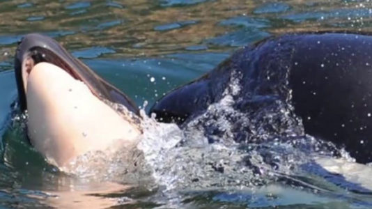 Orca whale who carried her dead calf 17 days lets it go, ending ‘tour of grief’
