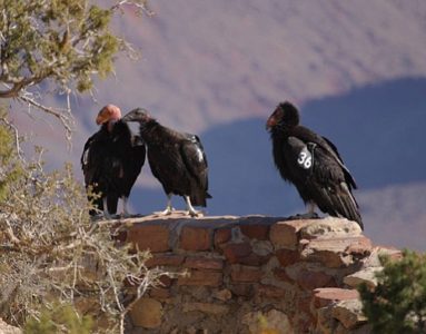 California condors seen in Sequoia after nearly 50 years