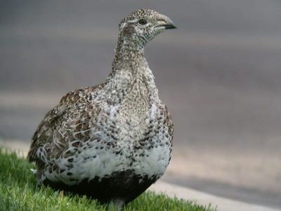 Feds refuse again to list bi-state grouse along state line