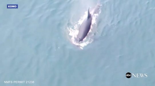 Scientists are racing against time to save Scarlet, an ailing, 3-year-old killer whale that has gone missing