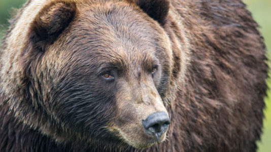 Bear attacks 10-year-old boy in Yellowstone National Park