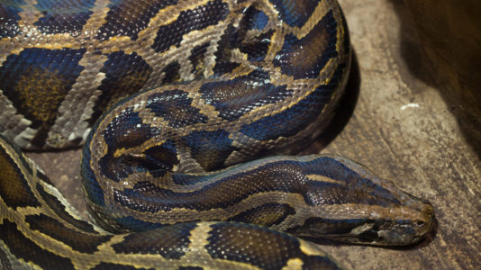 Hybrid snakes with the ability to live in various environments discovered in Florida: Study