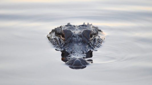 Great-grandmother, 73, kills 580-pound alligator with one shot, she says