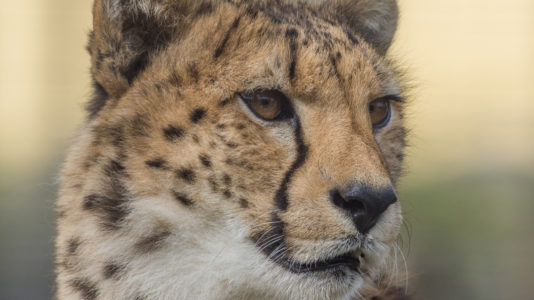 Lions, tigers and shelter pets will ride out Hurricane Florence in place