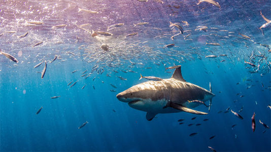Shark bites surfer in Florida waters: Authorities