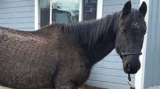 Judge throws out lawsuit filed by horse against former owner