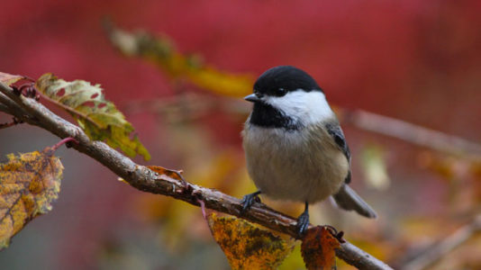 Birds in Minnesota ‘literally get drunk’ and dive-bomb cars and homes