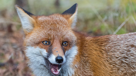 Two women hospitalized for fox attacks, police advise Massachusetts residents to remain alert