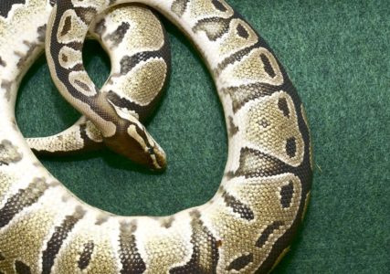 Python dead after ingesting poisoned rodent