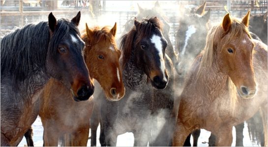 BLM completes another big wild horse roundup in Nevada