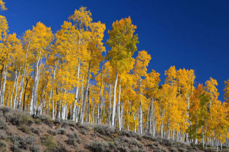 Study finds huge aspen grove continues to decline