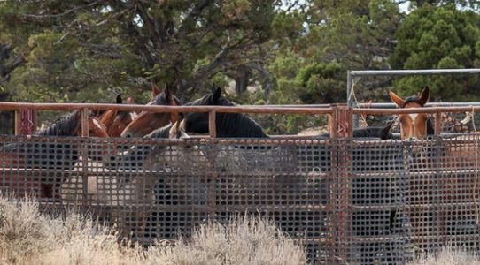 Animal activists outraged at Forest Service handling of wild horses