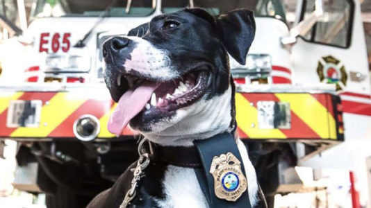 Fire stations recruit burn survivor dogs to help advocate for fire safety