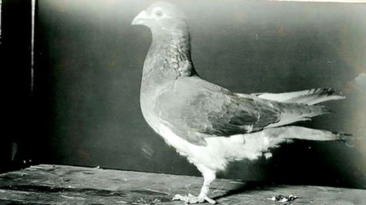 Meet the hero carrier pigeon that saved US troops during a WWI battle 100 years ago