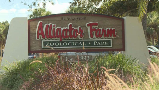 Florida man jumps into crocodile pit, suffers bite, escapes, gets arrested: Police