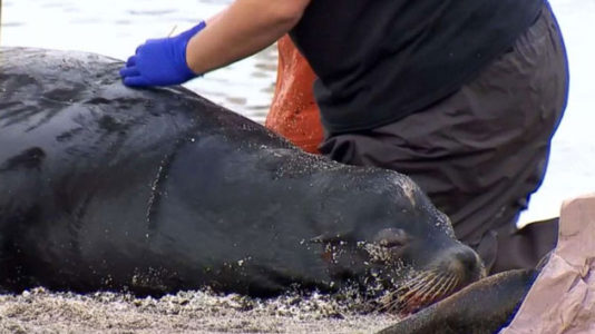 Puget Sound mystery: Series of sea lion shootings near Seattle prompts worries of landlubber safety