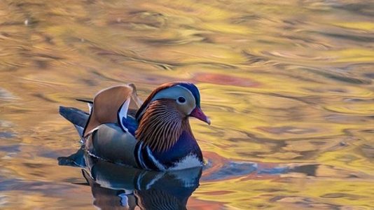 A stunning Mandarin duck is putting the fall colors in Central Park to shame and New Yorkers can’t get enough