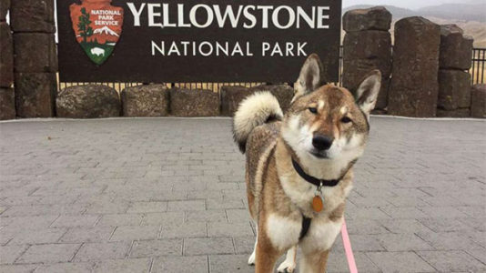 Mayor with terminally ill dog captures hearts on cross-country road trip: ‘I tried to give you the best life I could’