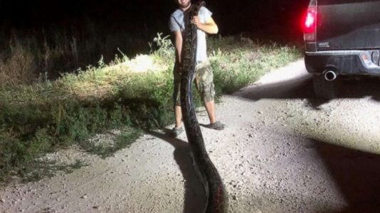 Officials: Record-setting 17-foot Burmese python caught in FL