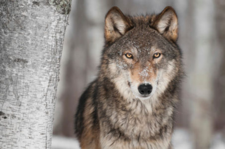 Wildlife agency officials believe gray wolf is in Utah
