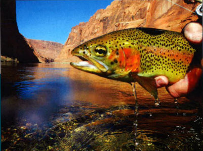 State to stock prized fishery near Page with rainbow trout