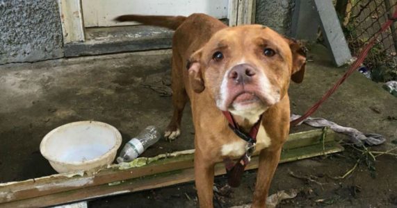 Duck hunter wounded when dog’s action discharges shotgun