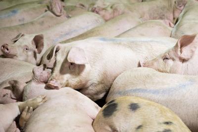 New joint venture formed to convert pig manure to power
