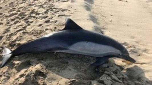Dolphin shot dead at California beach in ‘senseless act of aggression’