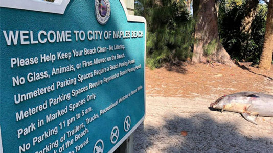 ‘When is this going to stop?’: Florida activist highlights devastating impact of algae blooms on wildlife