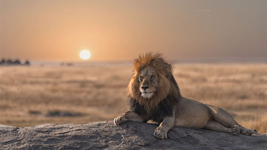 22-year-old employee killed by lion that escaped enclosure at animal center: Officials