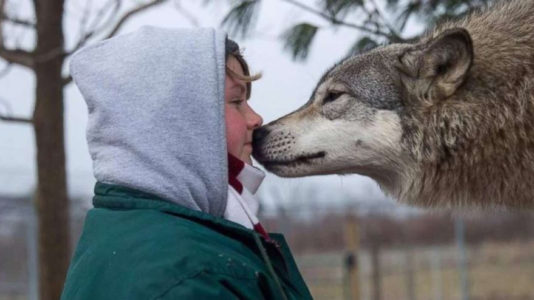 Search for answers in fatal lion mauling puts focus on North Carolina’s exotic animal laws