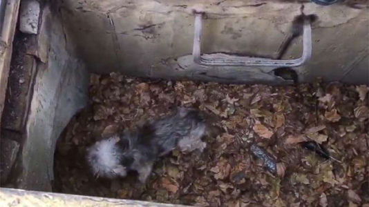 Dog named Toto rescued from storm drain after being missing for 3 days