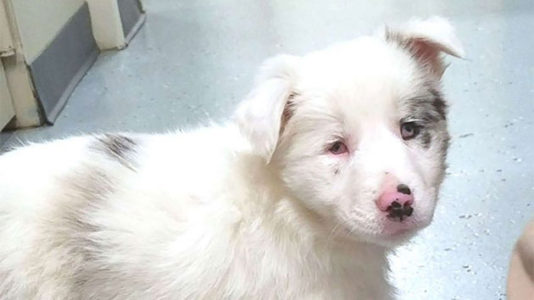 Deaf, blind puppy rescued after being ‘tossed away like trash’ in frozen creek