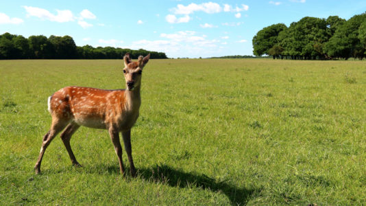 Judge orders poacher who helped kill hundreds of deer to watch ‘Bambi’ repeatedly while in jail