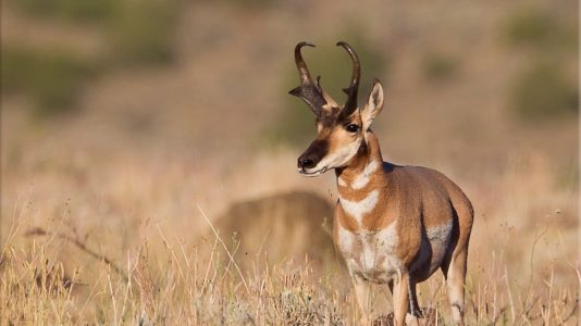 $283,000 US grant to help Nevada track pronghorn antelope