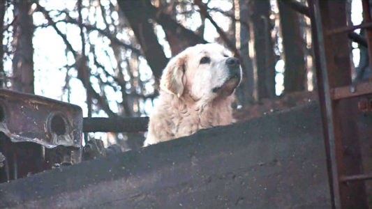 Family reunited with missing dogs after home, property destroyed by California fires: ‘It was so emotional’