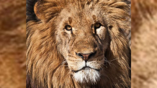 North Carolina deputies shot lion who killed intern 8 times after tranquilizer darts failed: Report