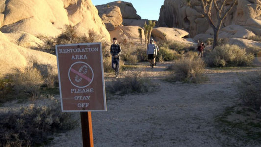 Despite damage, Joshua Tree National Park stays open and will increase access during government shutdown