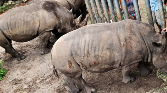 2-year-old injured after falling into rhino enclosure discharged from hospital