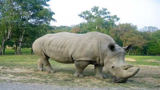 Child injured during ‘Rhino Encounter’ at Brevard Zoo in Florida