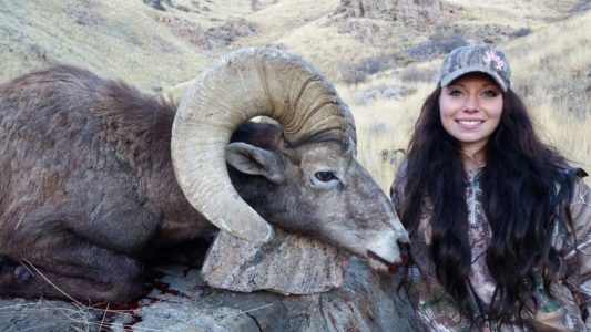 Bighorn sheep on Utah’s Antelope Island dying from disease