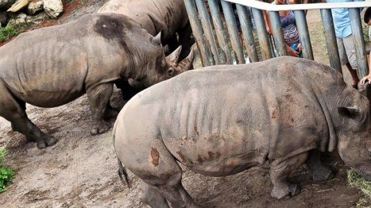 Rhino won’t be ‘punished’ after touching toddler who entered its enclosure