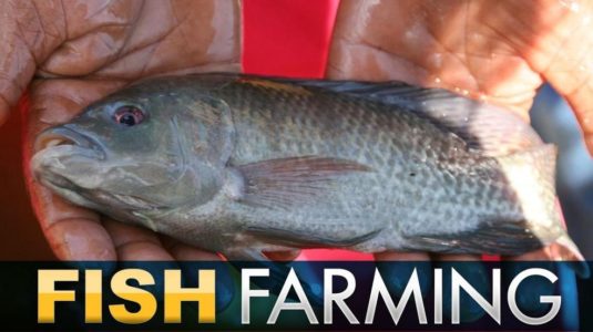 Utah couple on track to open state’s first tilapia farm