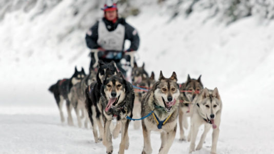 As US faces frigid temps, Alaska sweats warming, unpredictable dog sledding conditions