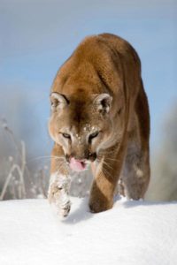 Killing of cougar in Utah mountain town prompts debate
