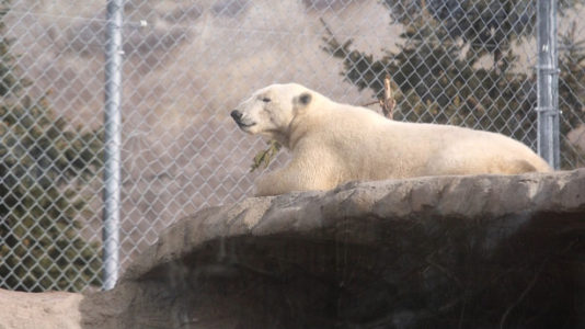 Utah Zoo’s New Male Polar Bear to Replace Departing Female