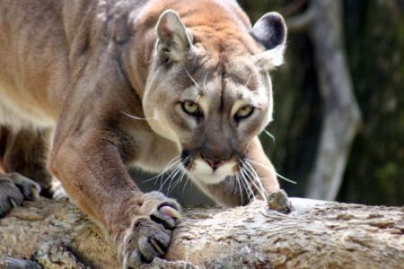 Officials expect more cougars sightings in Northwest