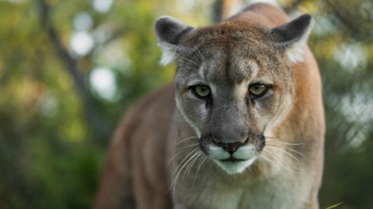 Trail runner kills attacking mountain lion ‘in self-defense,’ authorities say