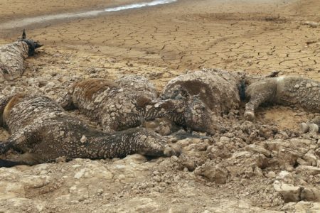 Arizona repository houses dead animals for use by tribes