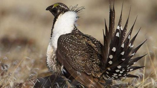 Idaho, Utah seek to intervene in Trump drilling plan lawsuit